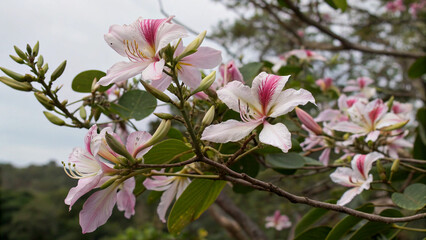 Delicate Pink and White Orchid Tree Flowers in Bloom
