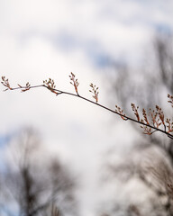 branch on a tree