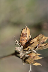 Rose Of Sharon seed pods