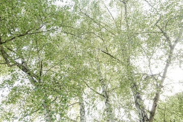 Birke (Betula), Landschaftsgarten, UNESCO Weltkulturerbe, Lednic
