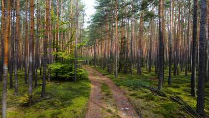 Obraz premium coniferous forest fir trees pine view landscape