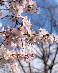 pink cherry blossom