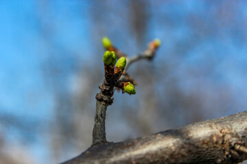 Small green buds on the branches of plum tree. Young green leaves coming out from thick green buds....