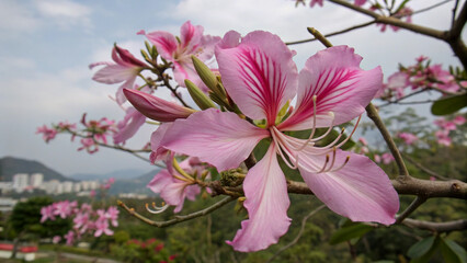 Obraz premium Close-up of a vibrant purple orchid tree flower.