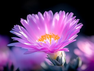 Obraz premium Pink flower with garden bloom, and sunlight.