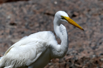 Majestic Great Egret in Natural Habitat – Close-Up Wildlife Photography