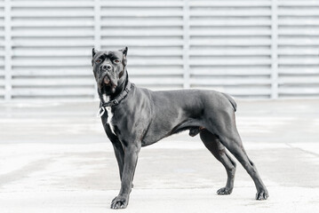 black Cane Corso standing on asphalt road in city park, large dog, italian breed of mastiff, guard dog, companion dog, livestock protector, dogwalking concept