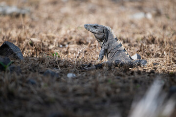 Iguana tomando el sol en las rocas cerca de la playa en Rivera Maya