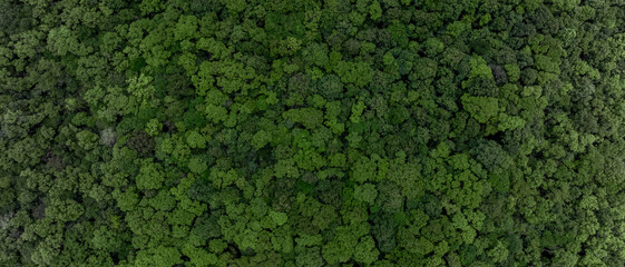 Forest and tree landscape texture abstract background, Top view forest atmosphere area, Texture background forest tree view from above, Ecosystem ecology environment, Green forest and green tree.