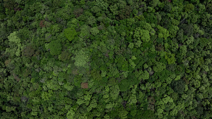 Forest and tree landscape texture abstract background, Top view forest atmosphere area, Texture...