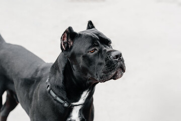 black Cane Corso standing on asphalt road in city park, large dog, italian breed of mastiff, guard dog, companion dog, livestock protector, dogwalking concept, copy space