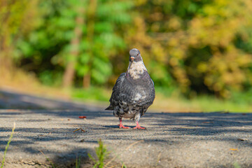 Pigeon walking on paved surface with outdoor blurred background