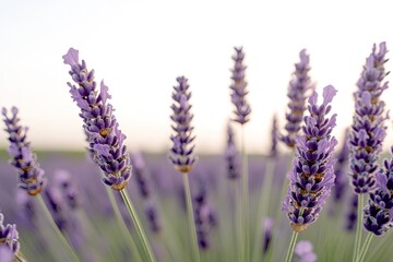 Obraz premium Lavender blooms stretch towards soft sunlight, creating calming