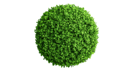 Bush sphere bright green foliage plants, cut out transparent