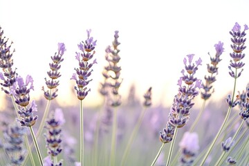 Obraz premium Lavender fields bathed in soft light, showcasing delicate purple