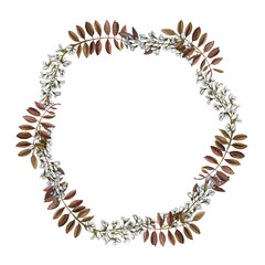 Autumn frame with wisteria flowers and leaves. Watercolor round border acacia, brown colors isolated on a white background, botanical illustration