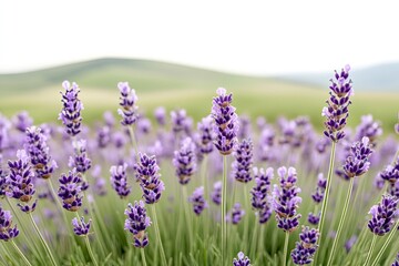 Obraz premium Lavender blossoms sway gently in breeze, creating serene and cal