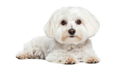 Cute white dog lying down, looking at camera, transparent cut out