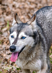 Portrait of a Husky dog