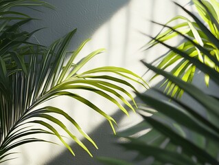 https://s.mj.run/i8s1tzhU1EM A close-up of green palm leaves on the left side, with sunlight casting long shadows and highlights onto them, creating an elegant composition against a neutral background
