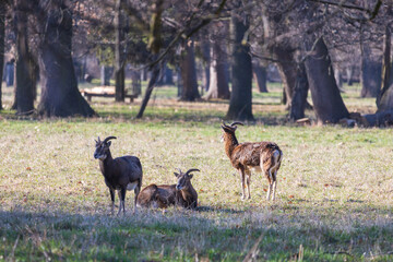 Sika deer - Cervus nippon, doe and mouflon in meadow and forest. Photo from wild nature