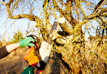 Gardener cuts branches old tree use chain saw. Trimming trees with chainsaw in backyard. Cut branch use branch saw cutter. Gardener on Trimming tree branch. Pruning tree use chain saw on backyard