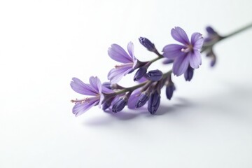 Single sprig of fragrant lavender flowers isolated on white background, botany, botanical, herbage