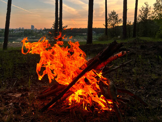 A bonfire burns in the forest during sunset. Camping in the woods in summer, campfire gatherings