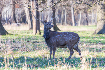 Sika deer - Cervus nippon, doe and mouflon in meadow and forest. Photo from wild nature