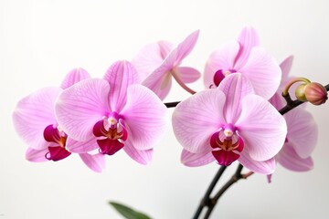 Exquisite pink orchid flowers in various stages of blooming on white background, delicate, flowers, orchid