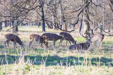 Sika deer - Cervus nippon, doe and mouflon in meadow and forest. Photo from wild nature