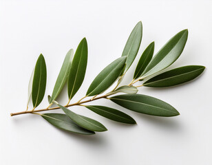 twig with olive leaves on a white background showcasing natural beauty and elegance
