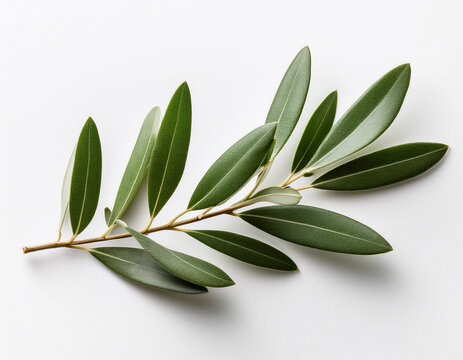 twig with olive leaves on a white background showcasing natural beauty and elegance