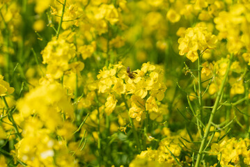 Fototapeta premium 菜の花とミツバチ06