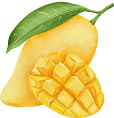 watercolor mango