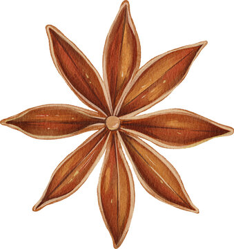 brown star anise spice watercolor clip art preview