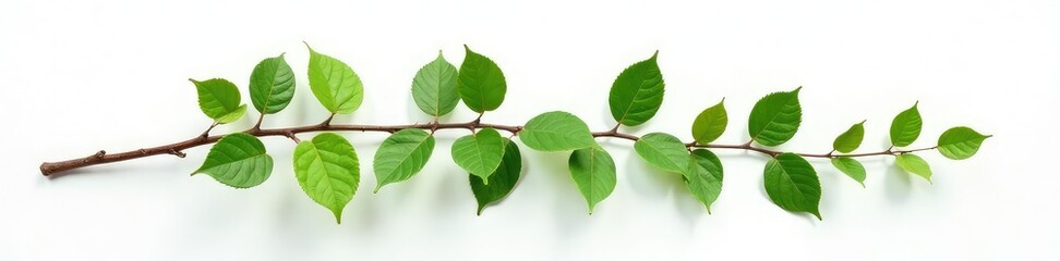 Fototapeta premium Long and slender tree branch on white surface, leafy greens, branches