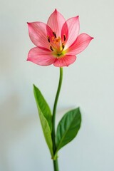 Fototapeta premium Single stem with buds isolated on white background, isolated, color, petals