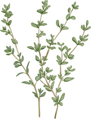 watercolor thyme
