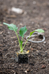 Young Vegetable Seedlings Being Planted in Soil – Sustainable Gardening Concept