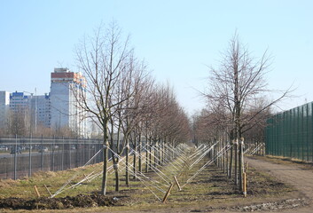 Planting and strengthening trees in a city park, Tovarishchesky Prospect, Saint Petersburg, Russia,...
