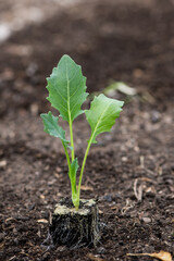 Young Vegetable Seedlings Being Planted in Soil – Sustainable Gardening Concept