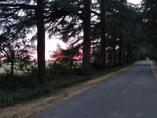 Obraz premium Coucher de soleil le long des arbres