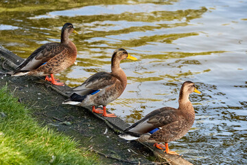  three wild ducks standing on the shore of a pond in a park