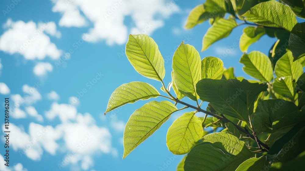Poster guava leaves swaying gently in the wind on a tree, with the blue sky and clouds in the background.