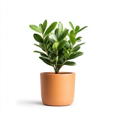 Lush Green Indoor Plant in Modern Ceramic Pot for Home Decor