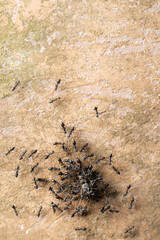 Ants carry bug prey