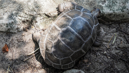 Giant turtles on Prison Island near Zanzibar