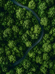 Winding Road Through Lush Forest Canopy