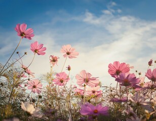 Obraz premium Soft focus beautiful cosmos flowers are blooming in vintage tones with